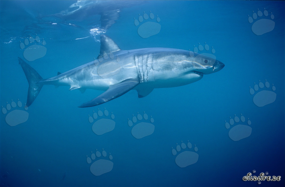 Chasseur sous-marin majestueux : le grand requin blanc