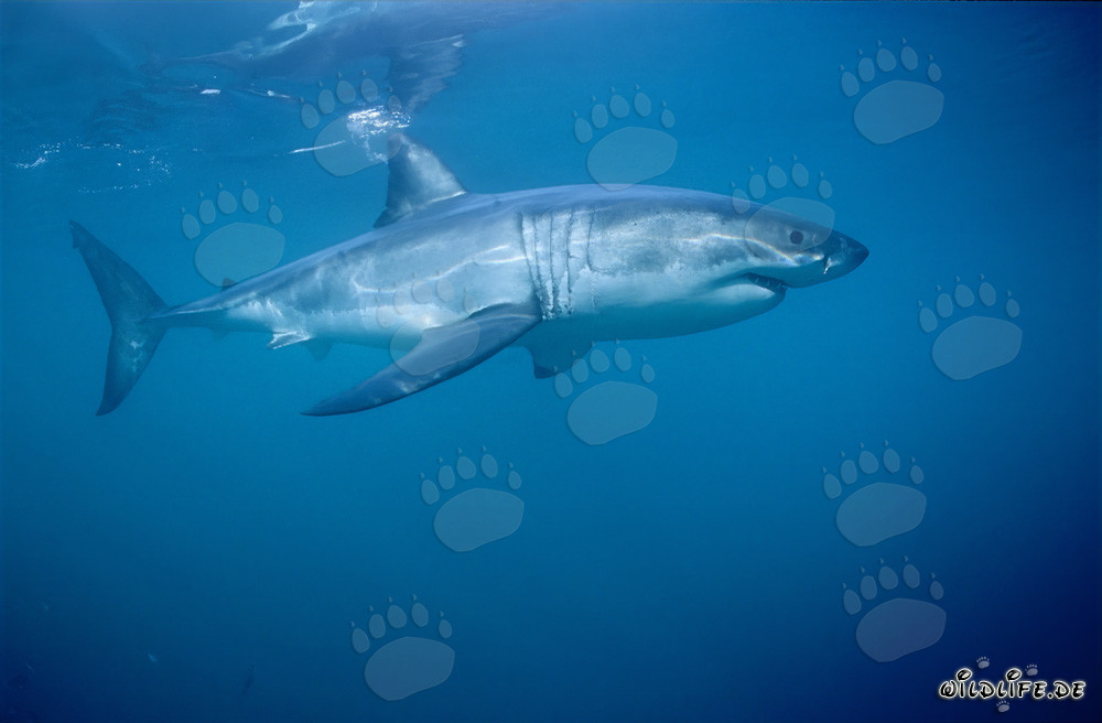 A Majestic Underwater Hunter: The Great White Shark
