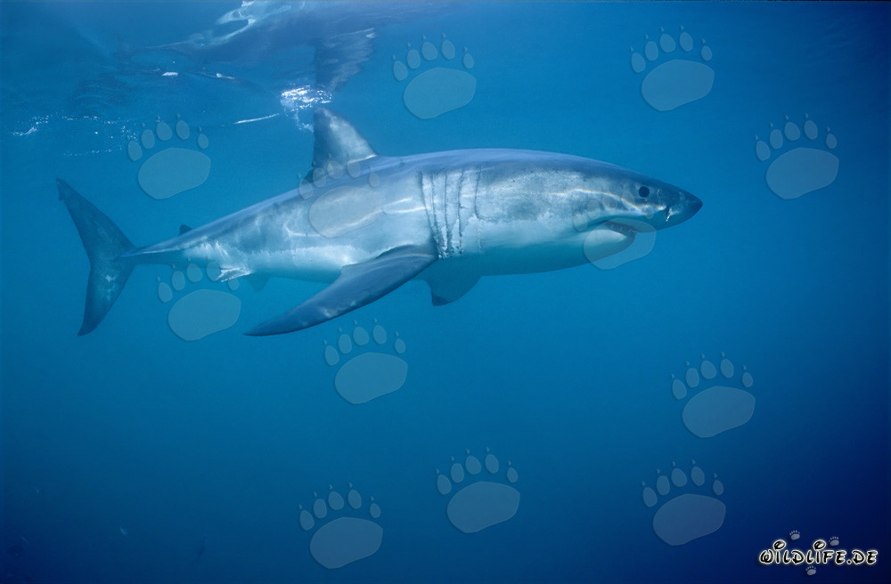 Predatore subacqueo maestoso: squalo bianco