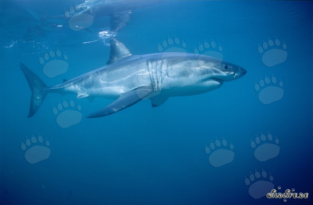 Cazador submarino majestuoso: tiburón blanco
