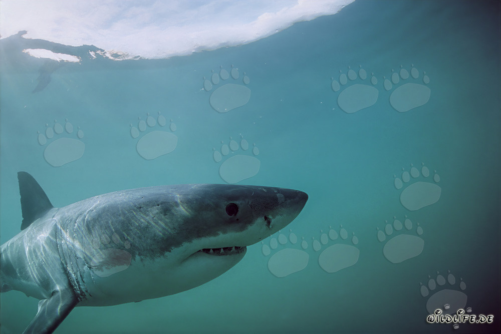 Le majestueux Grand Requin Blanc devant l'île Dyer