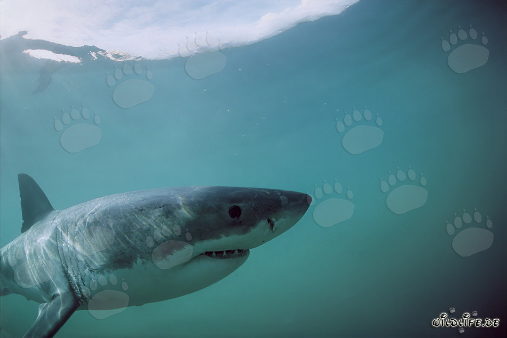 The majestic Great White Shark in front of Dyer Island