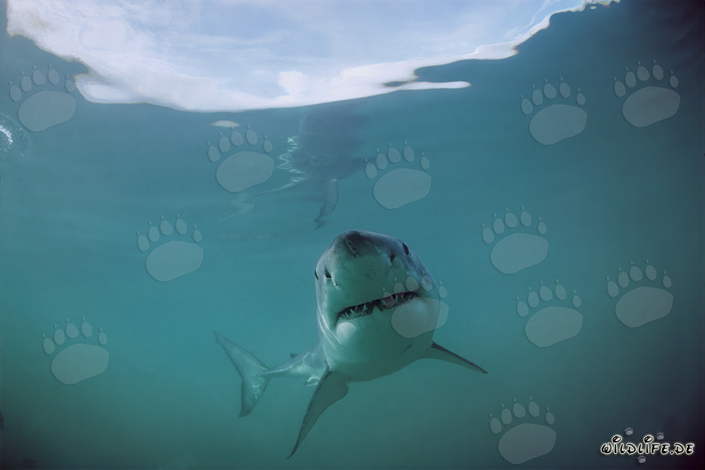 Le sourire imposant du grand requin blanc