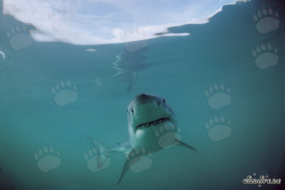 The impressive smile of the Great White Shark (Carcharodon carcharias)