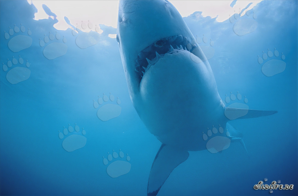 Grand requin blanc fascinant montre son ventre clair devant Geyser Rock