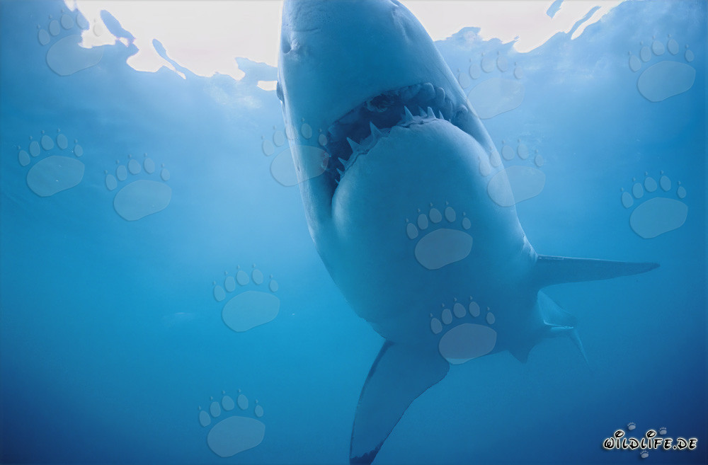 Fascinating Great White Shark Displays its Light Underside at Geyser Rock