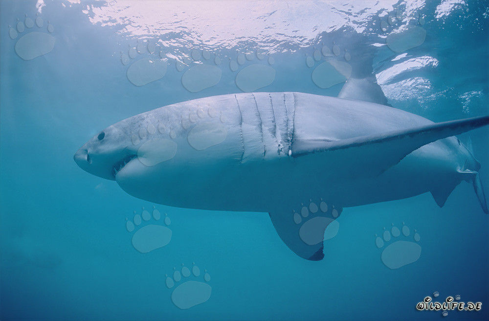 Impressive Great White Shark in front of Dyer Island in South Africa