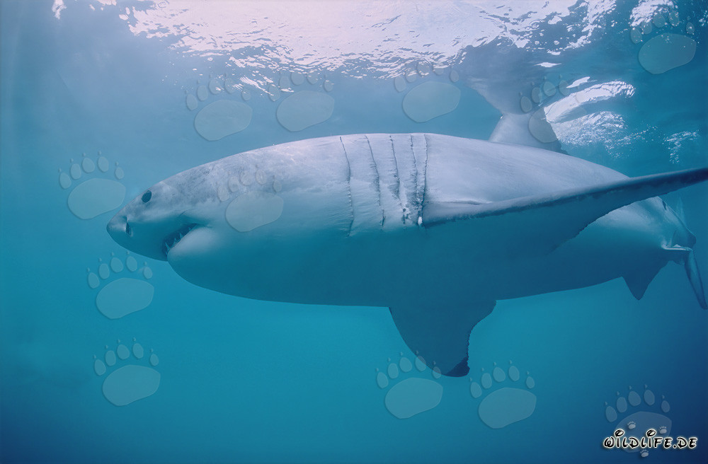 Impresionante tiburón blanco frente a la isla Dyer en Sudáfrica