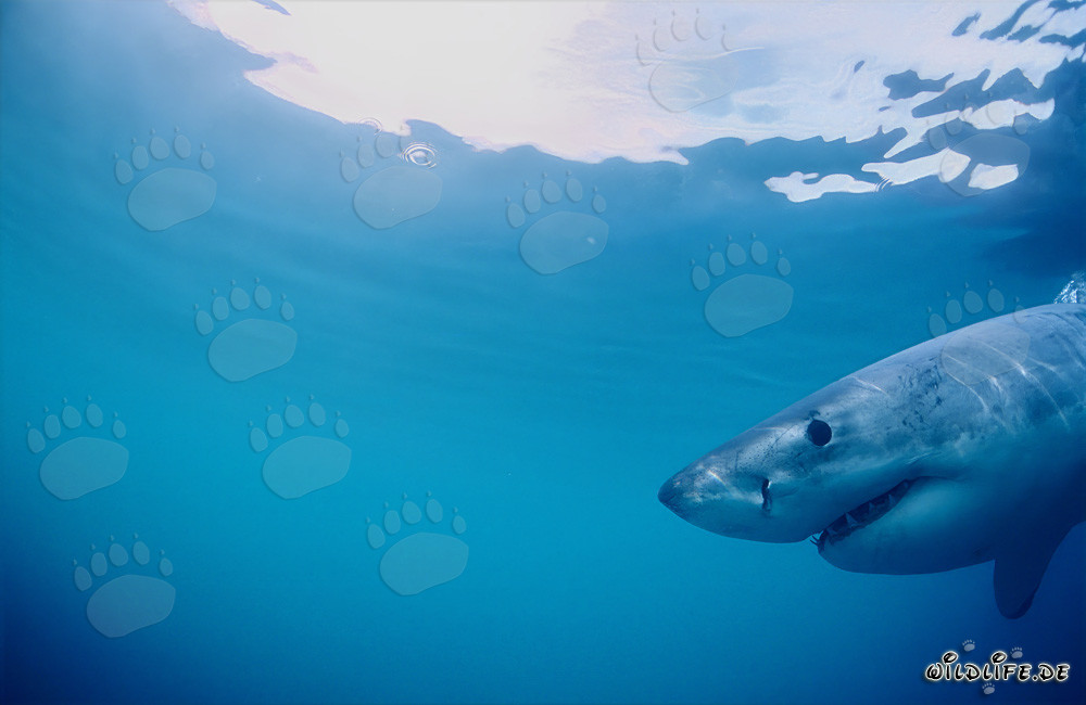 Grand requin blanc devant une île pleine de phoques sud-africains à fourrure