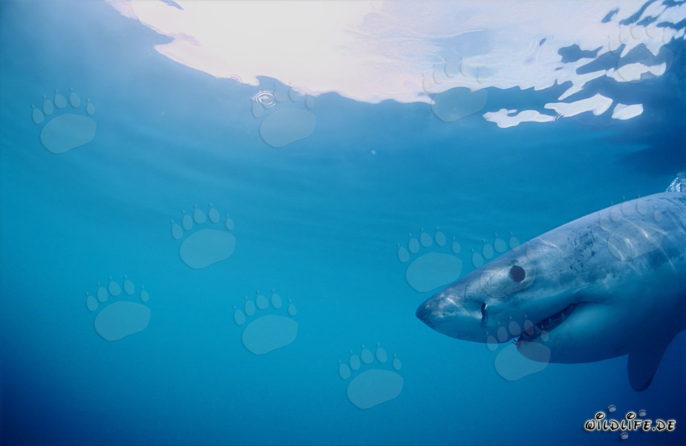 Great White Shark near an island with many South African Fur Seals