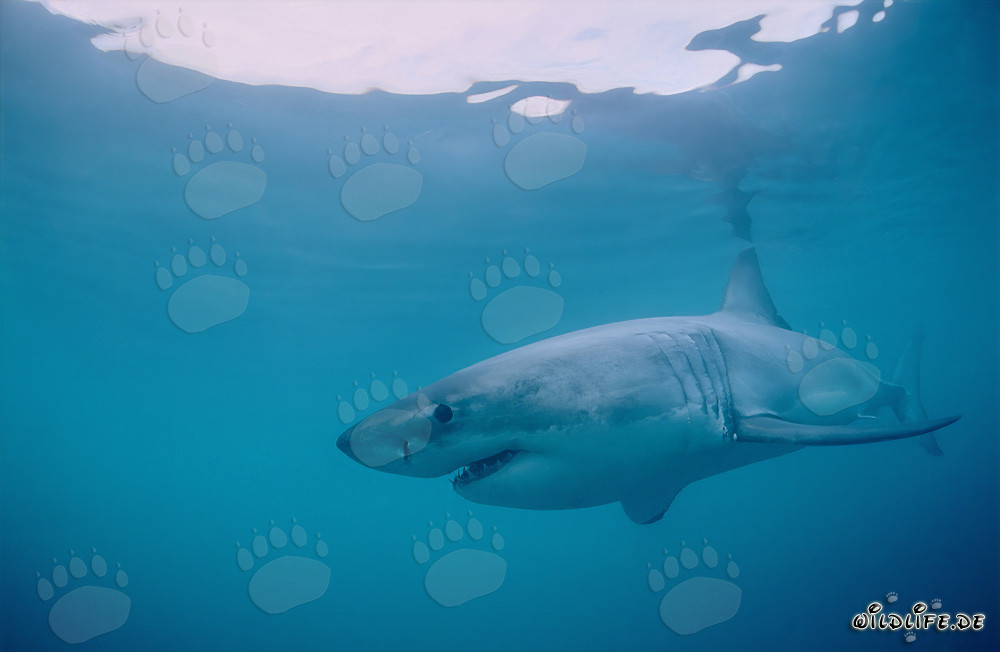 Grand requin blanc majestueux au large des côtes sud-africaines