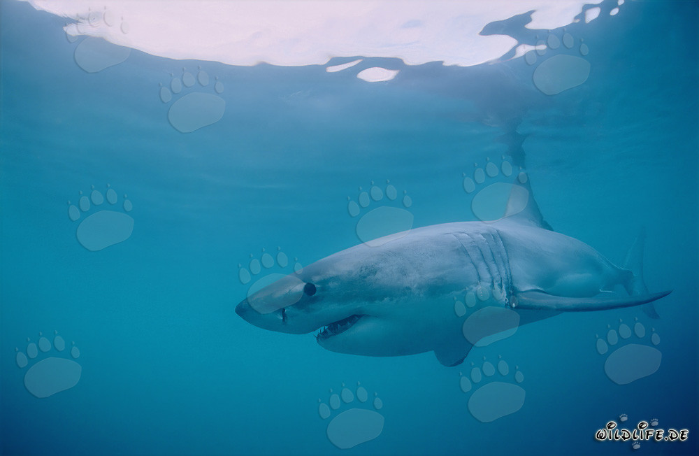 Majestic Great White Shark off the Coast of South Africa