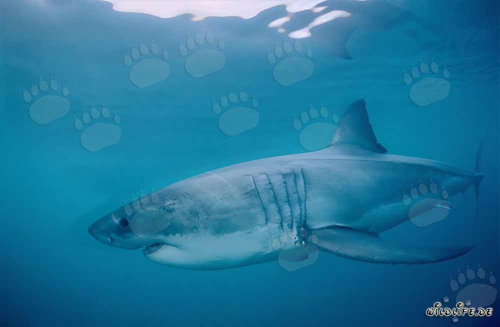 Gran tiburón blanco cazando en las profundidades del océano frente a Sudáfrica