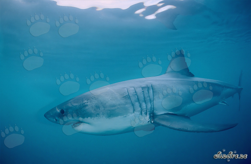 Grand requin blanc chasse en profondeur des océans au large de l'Afrique du Sud