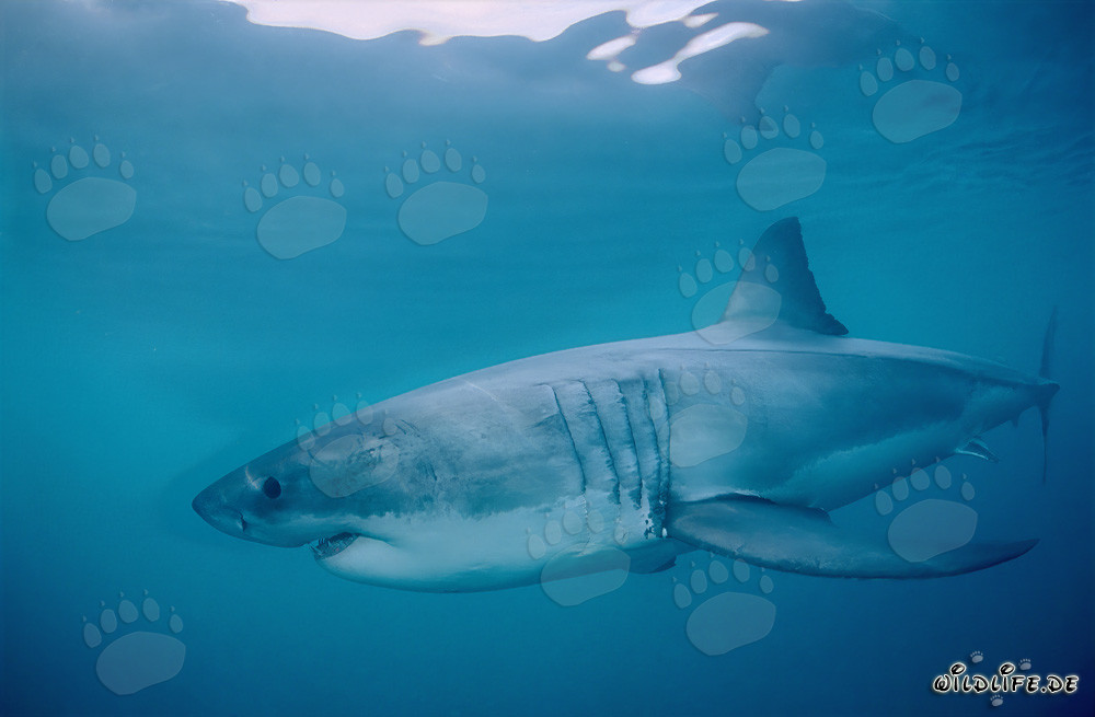 Impressive Great White Shark hunting in the depths of the ocean off South Africa