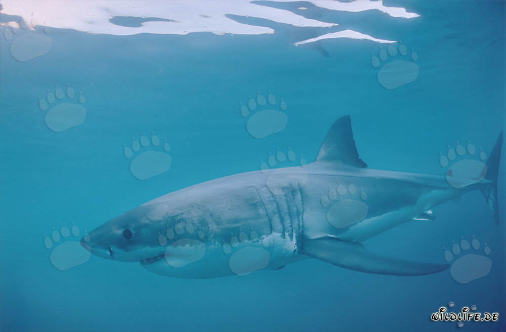 Grand requin blanc : Fascinant chasseur des mers au large des côtes sud-africaines