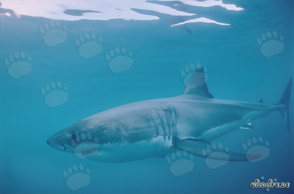 Great White Shark: Fascinating Ocean Hunter off the Coast of South Africa