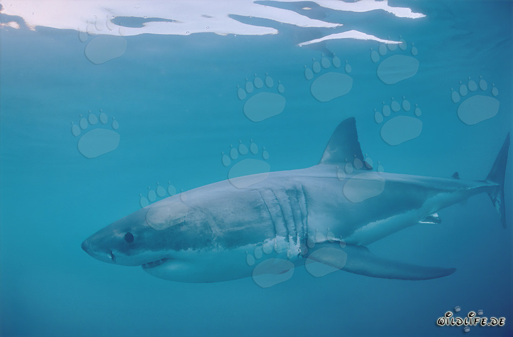 Squalo bianco: Affascinante predatore marino al largo delle coste sudafricane