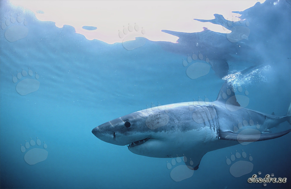 Un prédateur imposant des océans : le grand requin blanc
