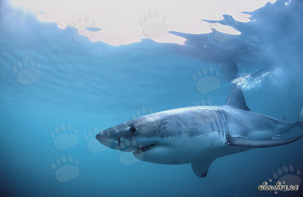 Impressive predator of the oceans: The Great White Shark