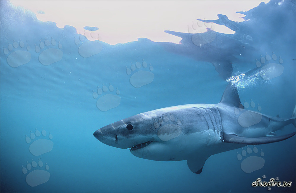 Un imponente predatore degli oceani: lo squalo bianco