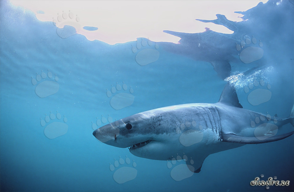 Un depredador imponente de los océanos: el tiburón blanco