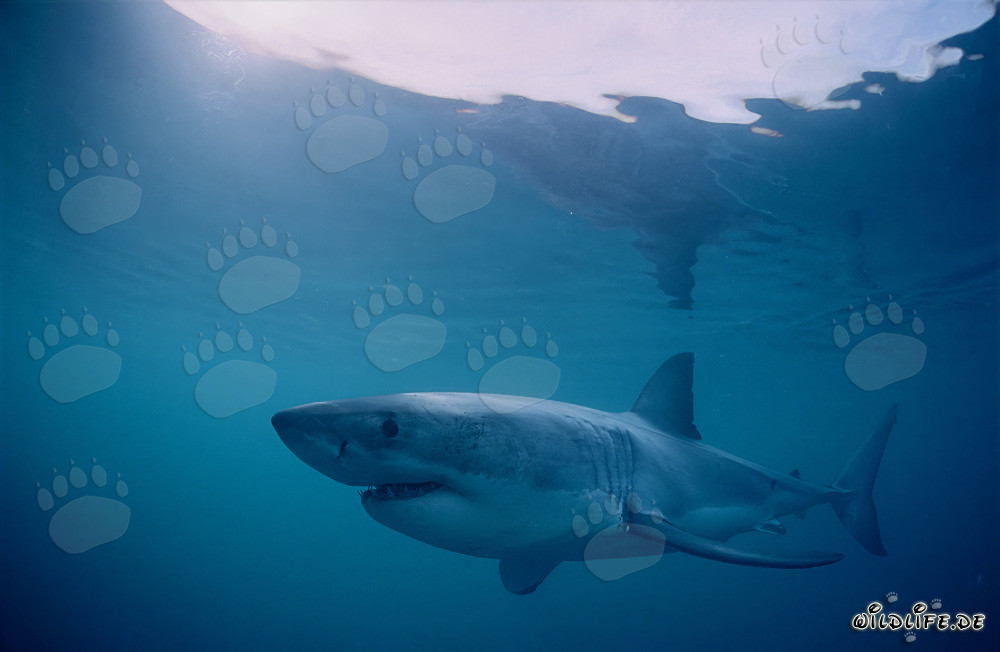 Great White Sharks off the coast of Dyer Island