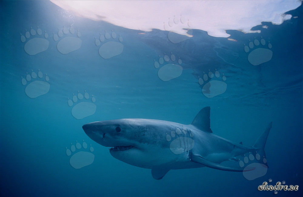Requins blancs au large de l'île Dyer