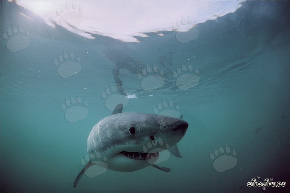 Surface hunter Great White Shark off the coast of South Africa