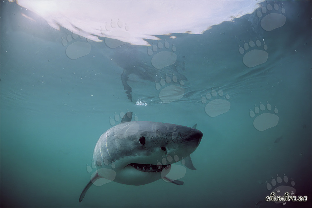 Tiburón blanco cazador en la superficie frente a la costa de Sudáfrica