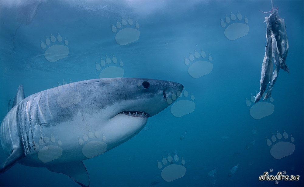 Tiburón blanco sigue el cebo de pescado frente a la isla Dyer