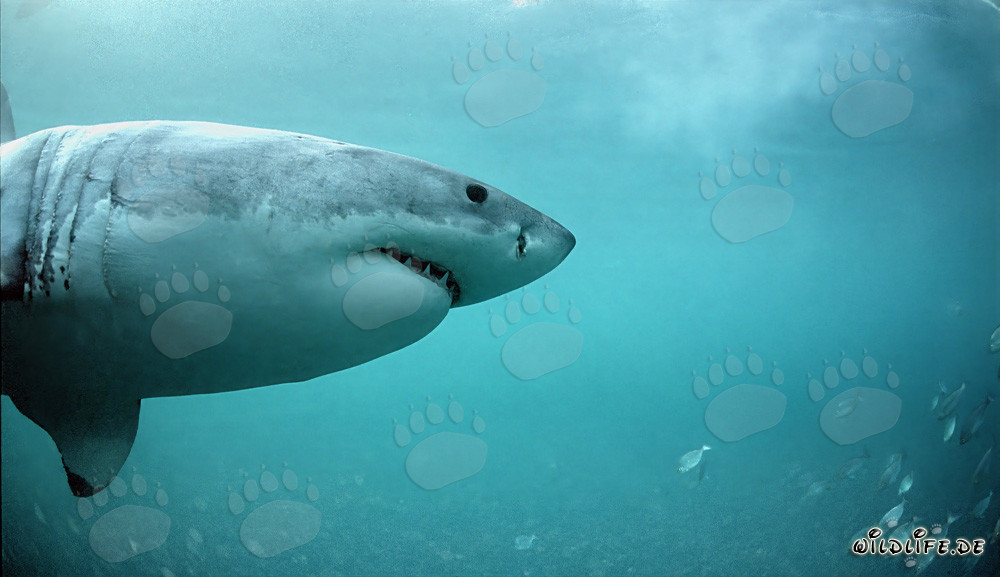 El Gran Blanco en busca de focas