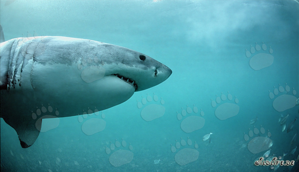 The Great White looking for seals