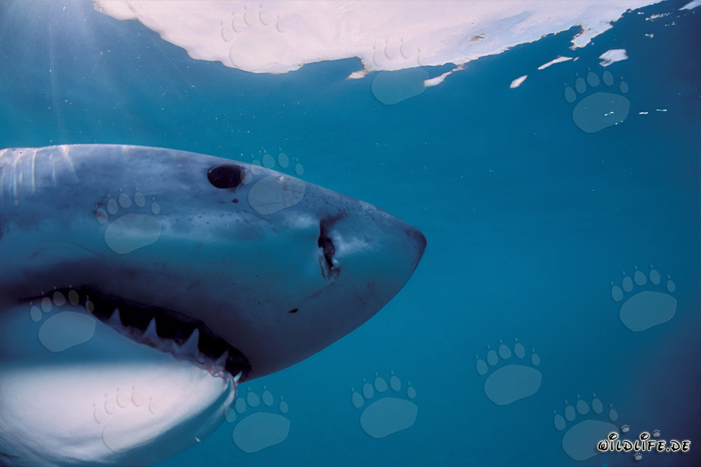 Imposanter Kopf des Weißen Hais in der Unterwasserwelt von Südafrika