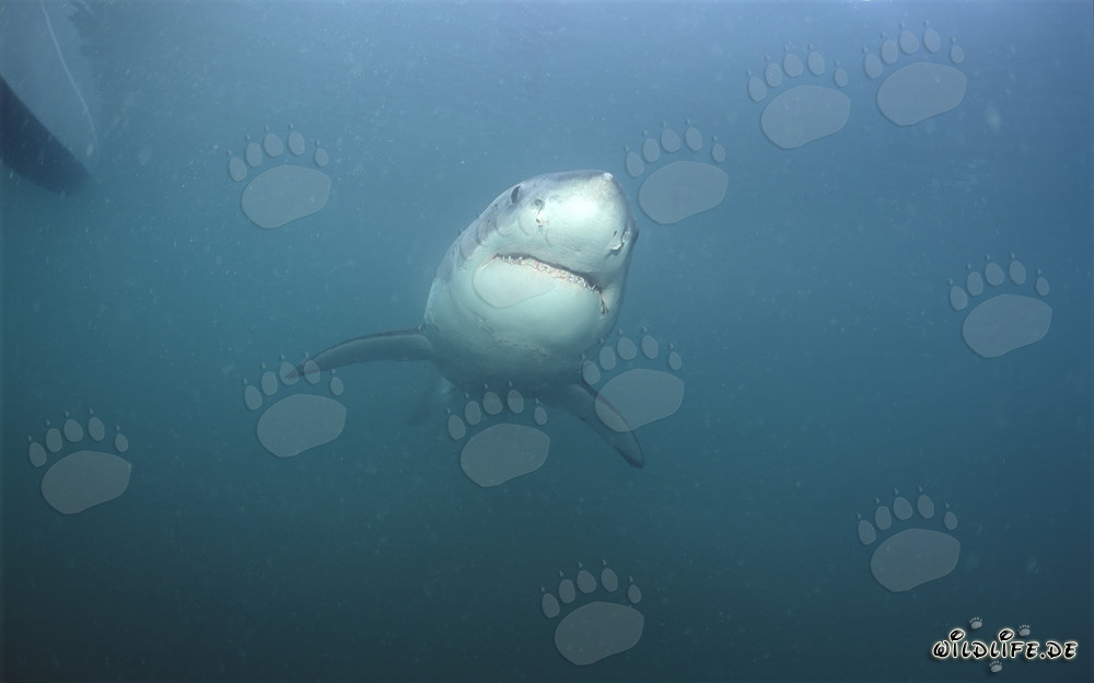 Grand Requin Blanc majestueux sous l'eau en Afrique du Sud