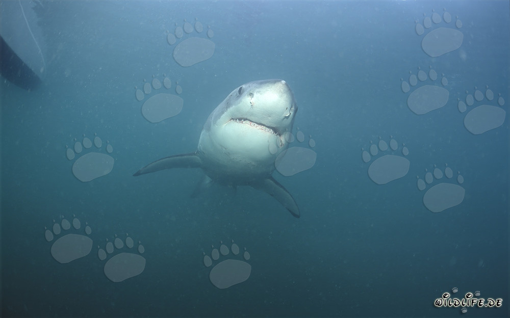 Majestuoso Gran Tiburón Blanco bajo el agua en Sudáfrica