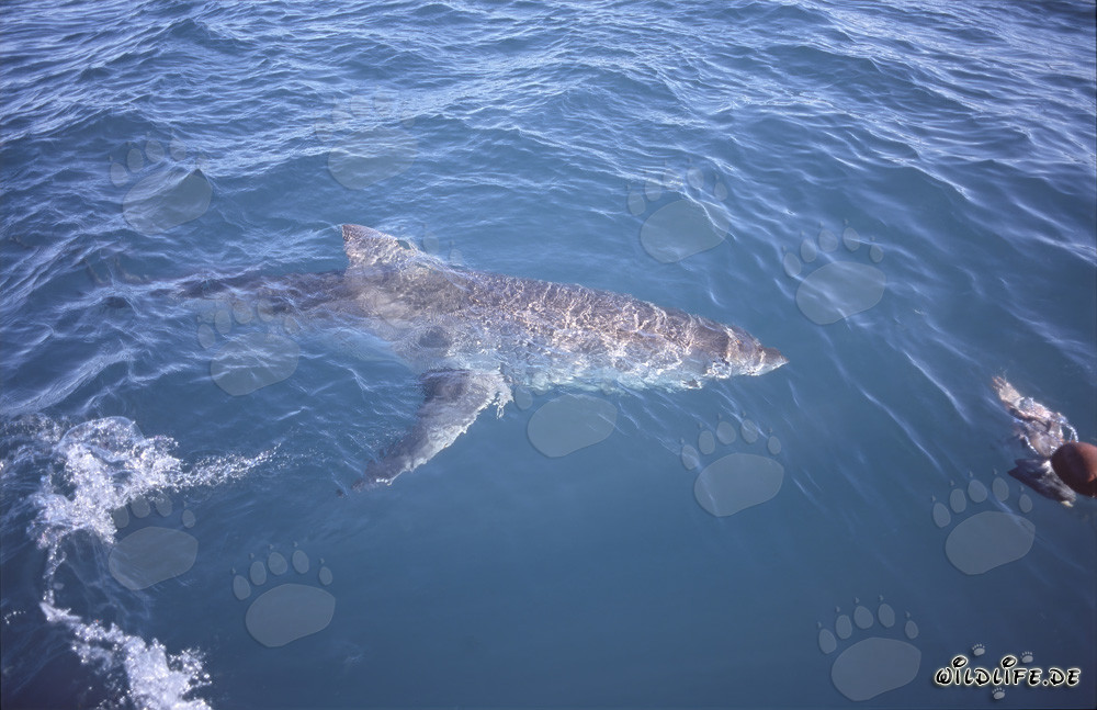 Impresionante Gran Tiburón Blanco nada en la superficie del mar