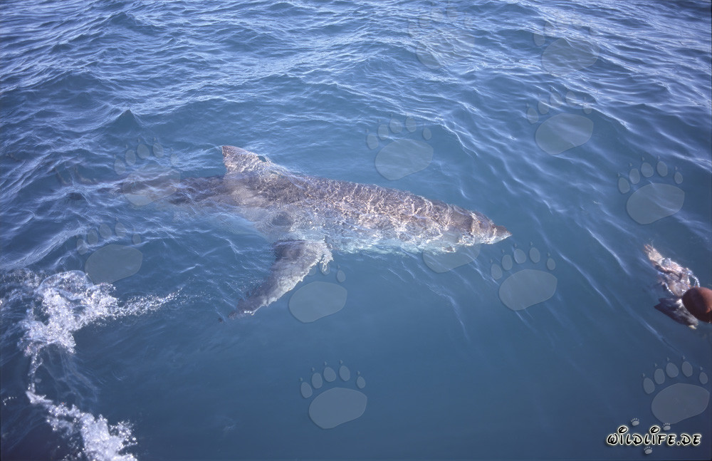 Grand requin blanc nage à la surface de la mer