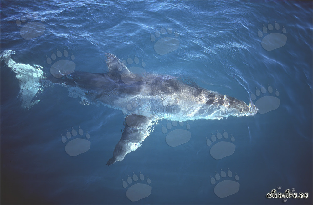 Grand requin blanc à la surface de la mer