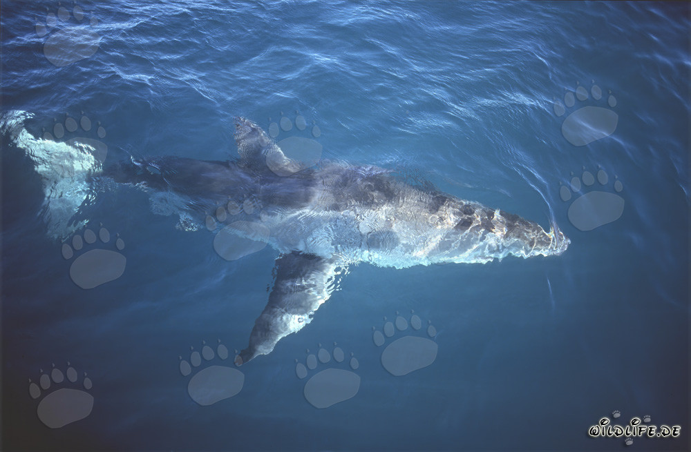 Impressive Great White Shark on the Surface of the Sea