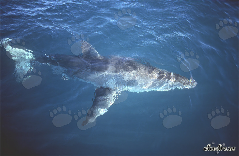 Impresionante tiburón blanco en la superficie del mar