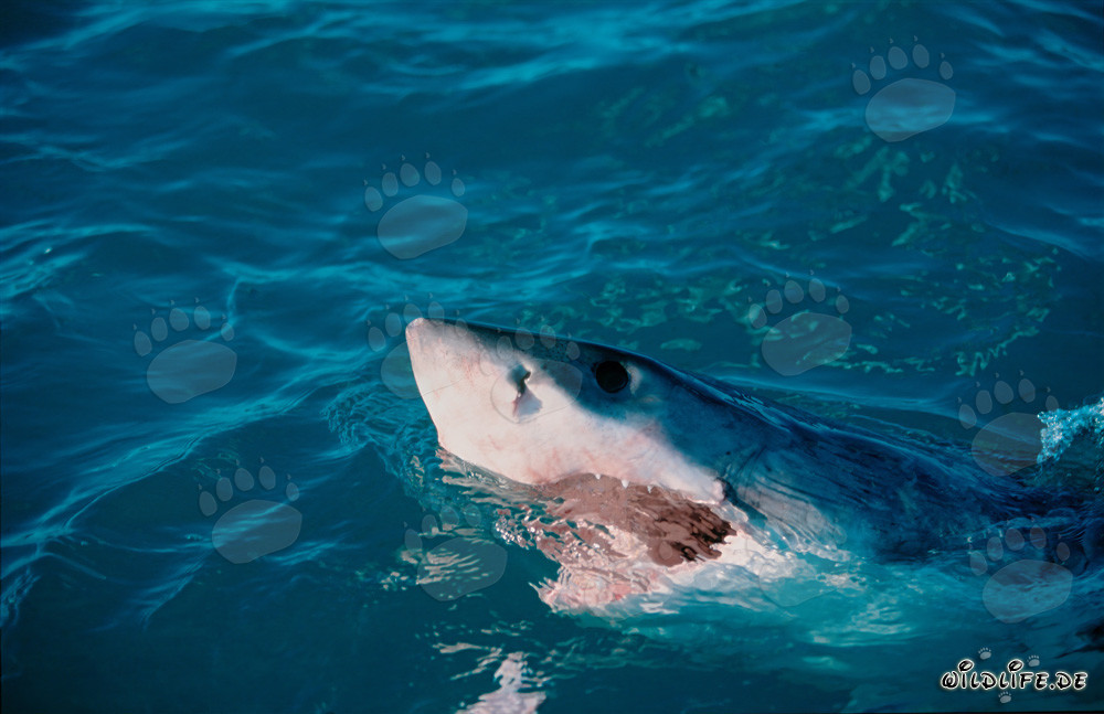 Grand requin blanc majestueux se dresse au-dessus de la surface de l'eau