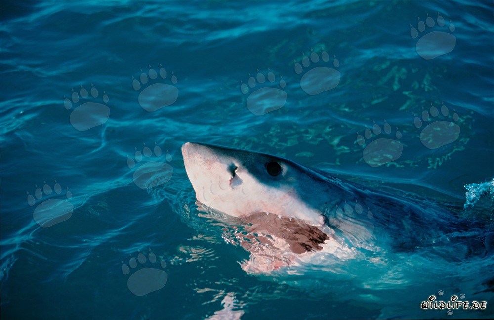 Majestic Great White Shark lifts its head above the water surface