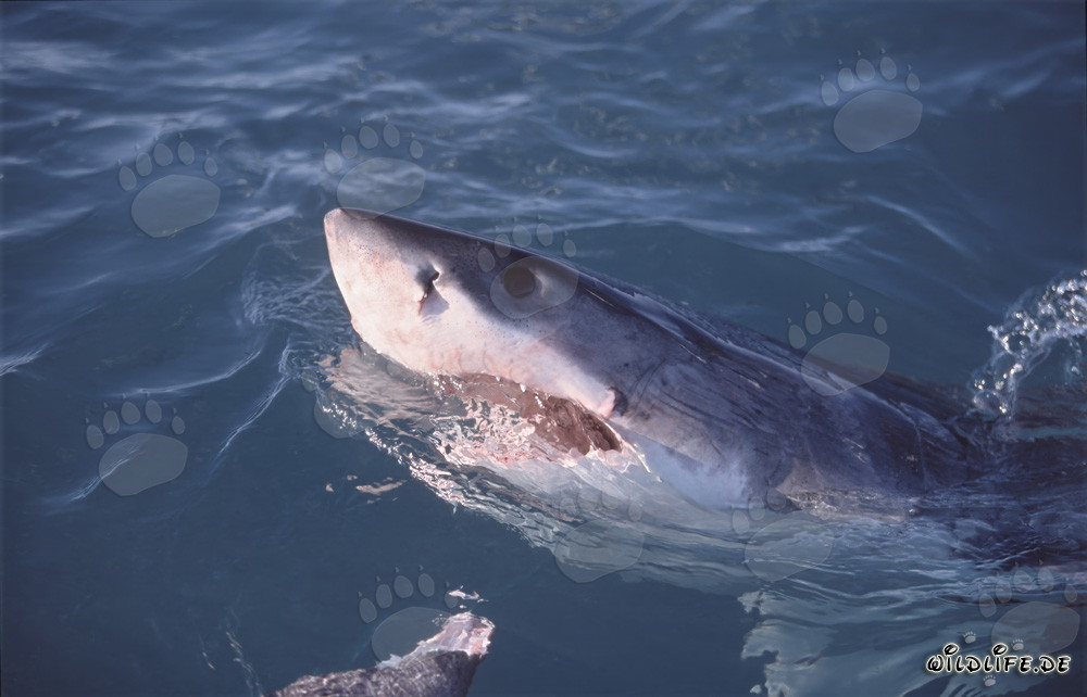 Impressive Great White Shark emerges from the water