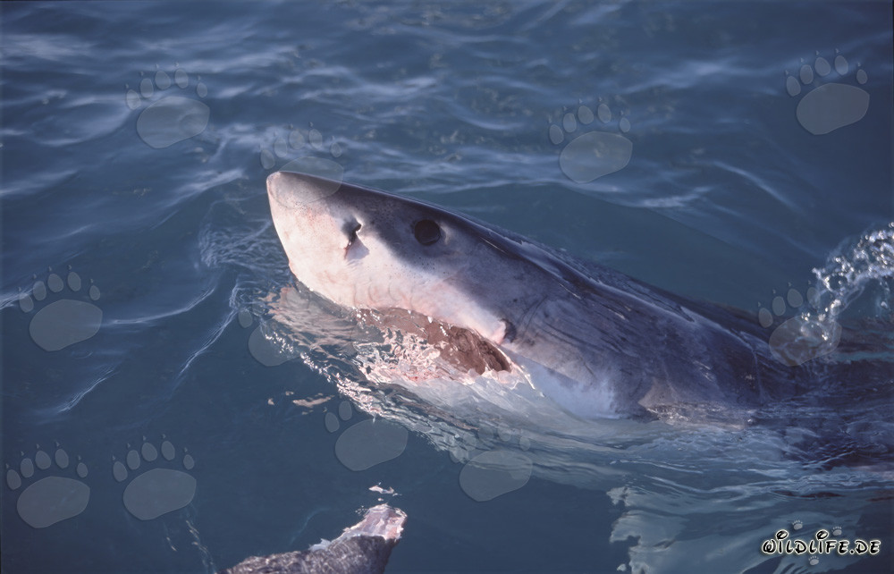 Grand requin blanc émerge de l'eau