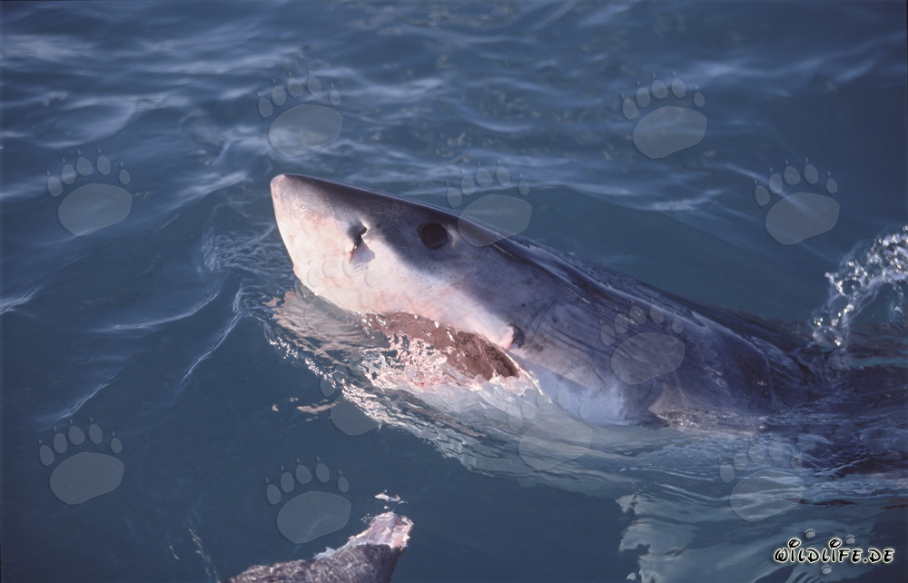 Gran tiburón blanco emerge del agua