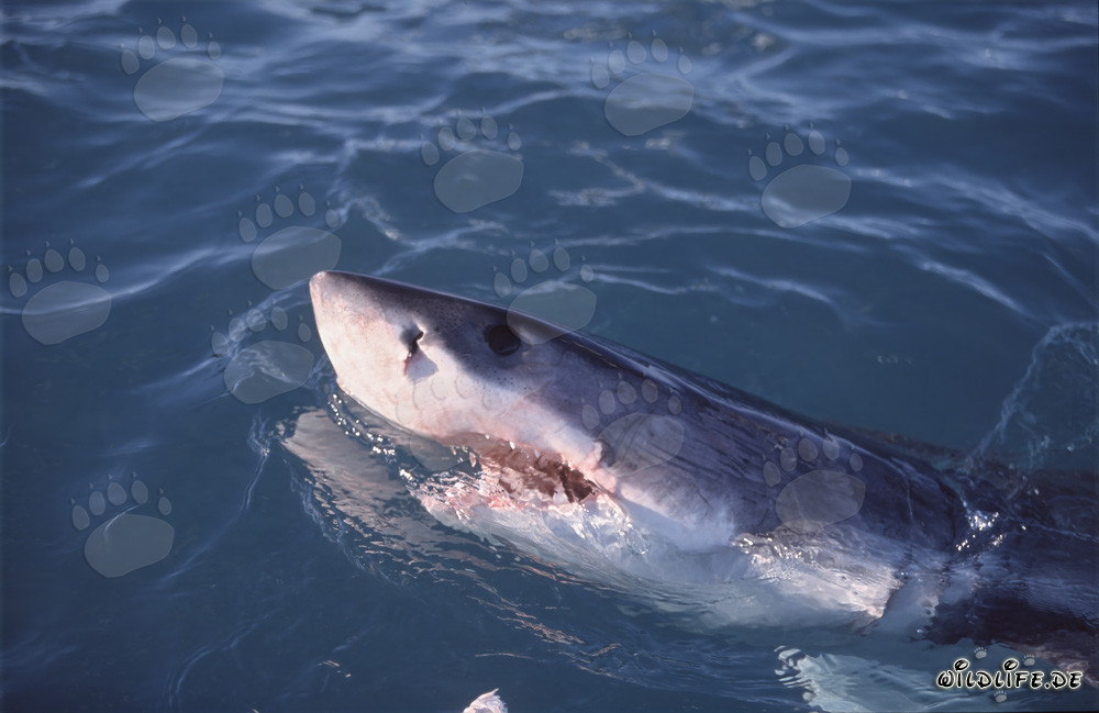 Great White Shark emerges from the water and observes the surroundings
