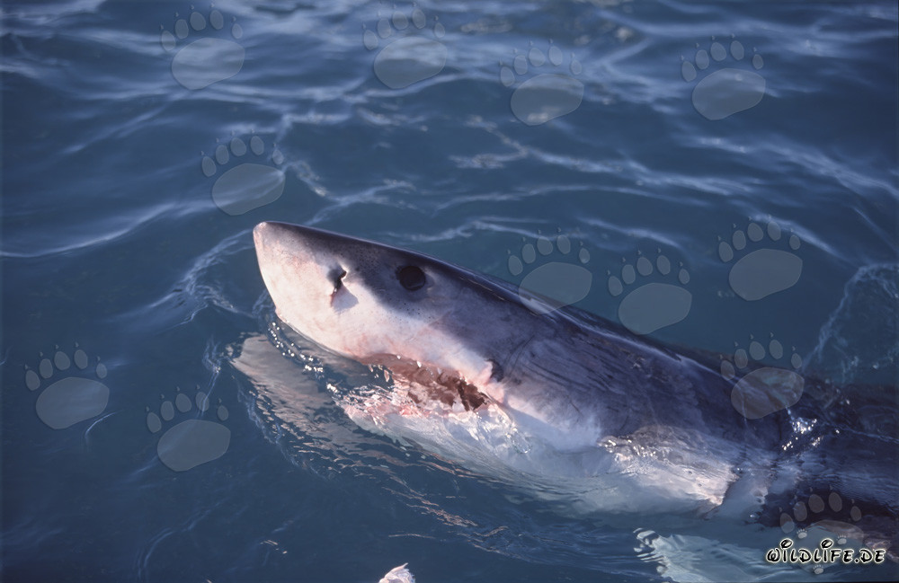 Requin blanc émerge de l'eau et observe les environs