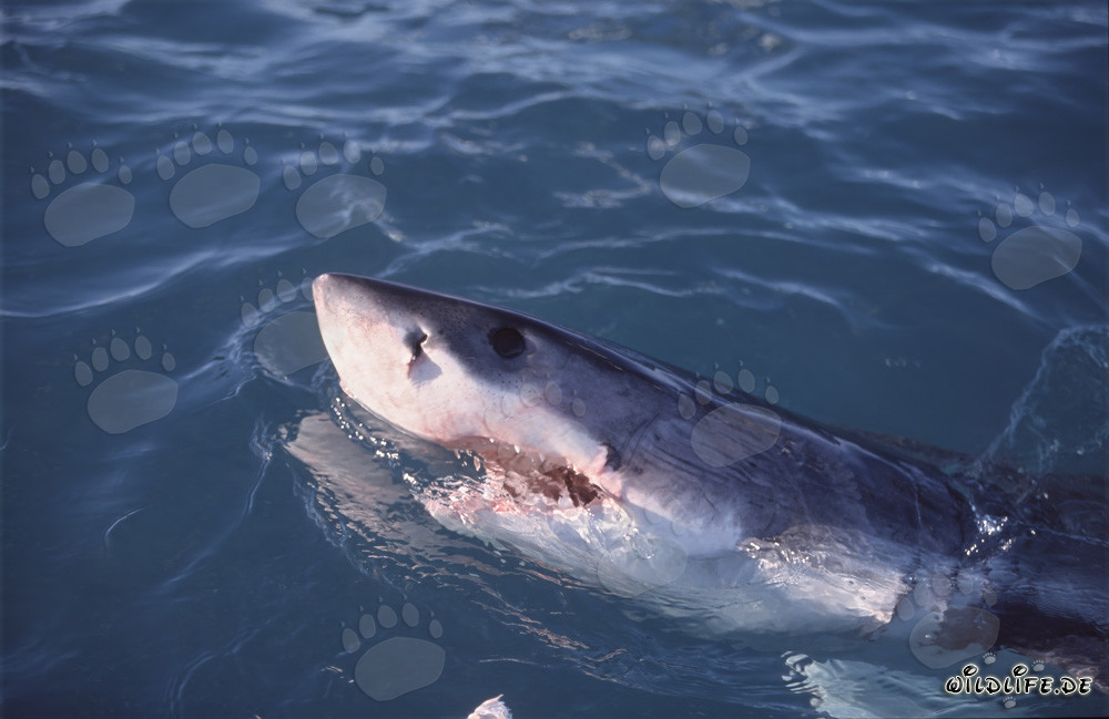 Tiburón blanco emerge del agua y observa el entorno
