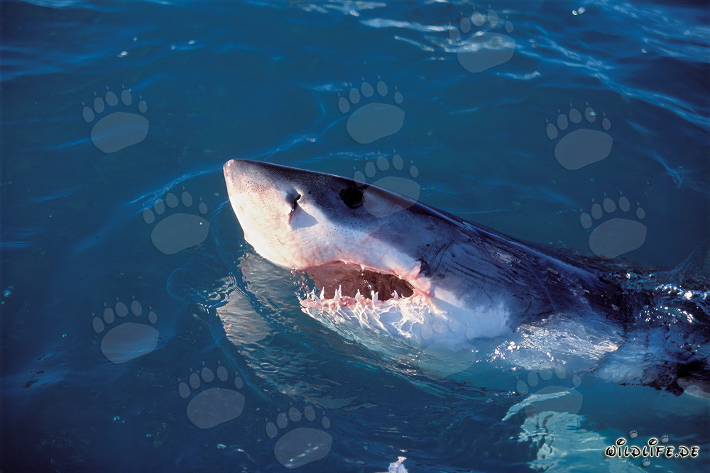 Grand requin blanc émerge de l'eau